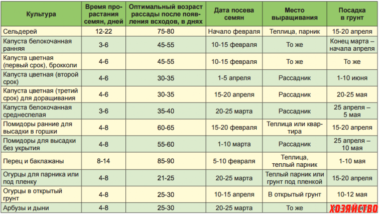 Рассада капусты – когда сажать и как вырастить в домашних условиях