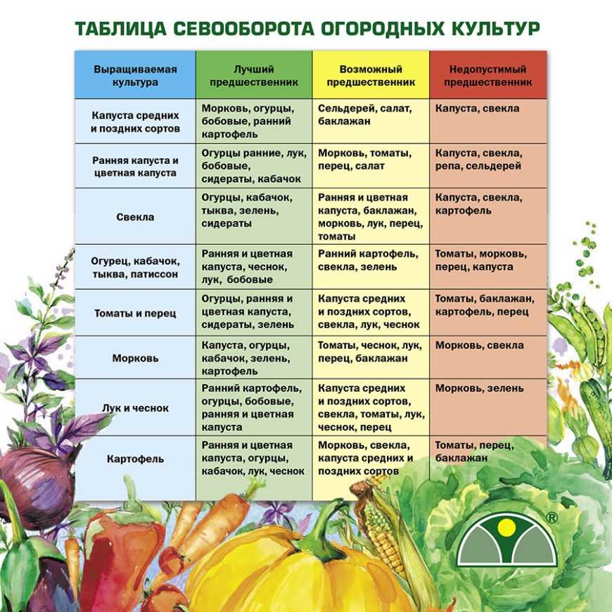 Горох - посадка и уход в открытом грунте, сроки посева и уборки урожая