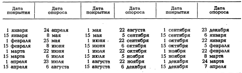 Опрос свиней: сколько длится беременность, особенности вынашивания поросят