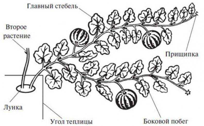 Как формировать дыню в теплице: схема, сроки подвязки, уход
