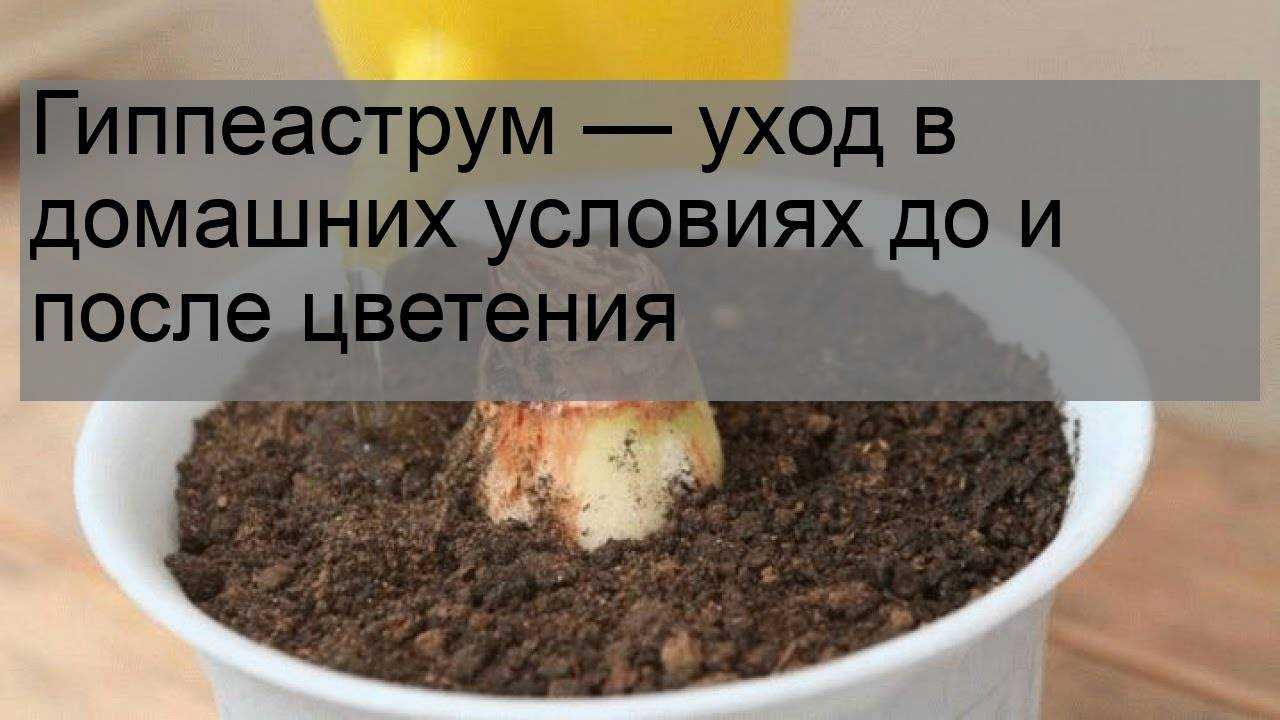 Гиппеаструм Оранж Соверейн (Orange Souvereign) - описание сорта, саженцы, фото и характерные особенности