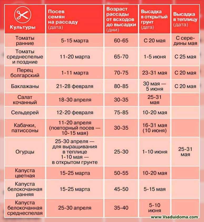 Когда сажать капусту на рассаду в 2023 году? как вырастить капусту
