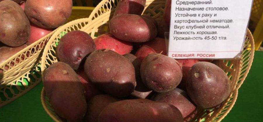 Особенности среднераннего картофеля манифест