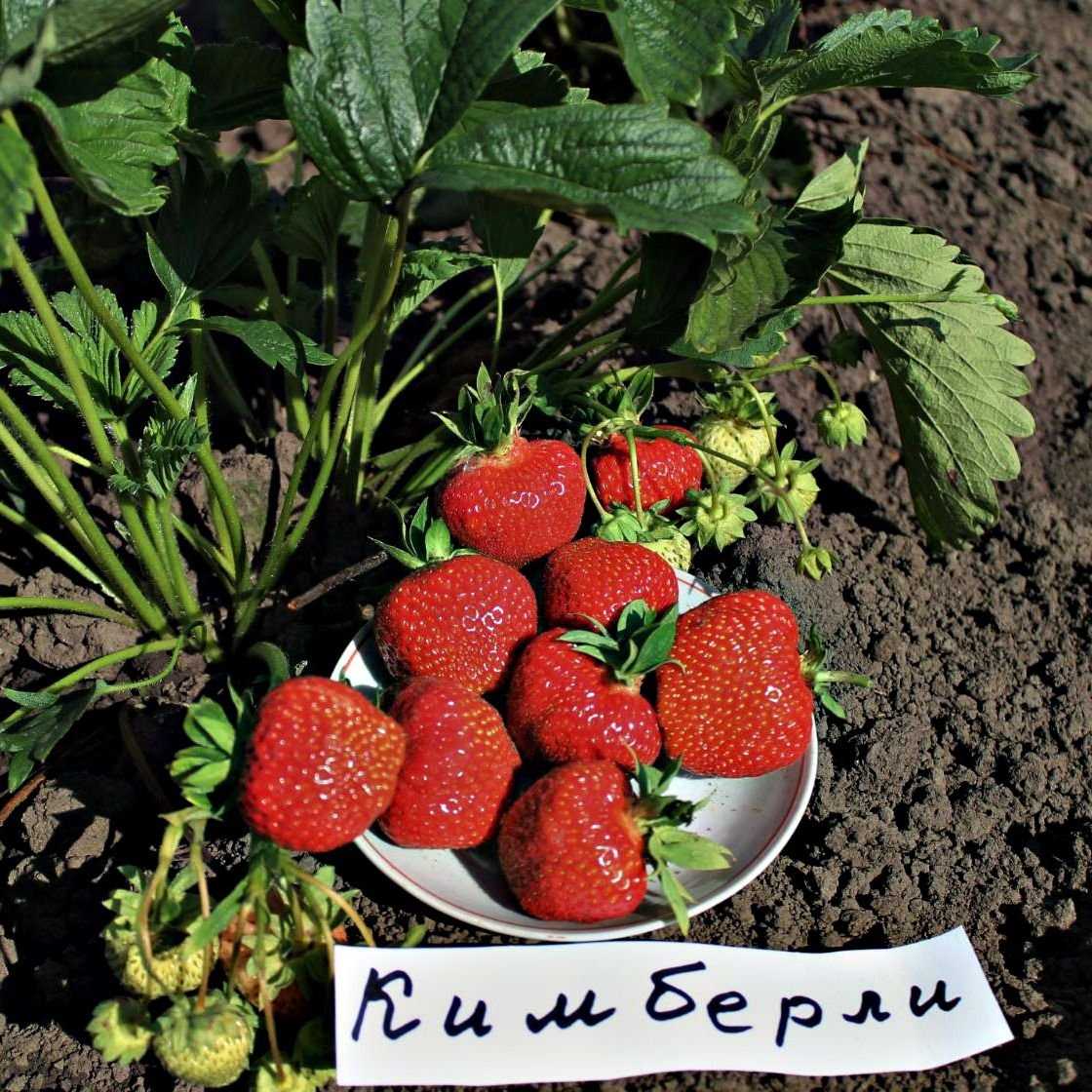 Клубника кимберли: реальные отзывы, честная характеристика | ягодный сад, или прикладное садоводство в советах, вопросах и ответах