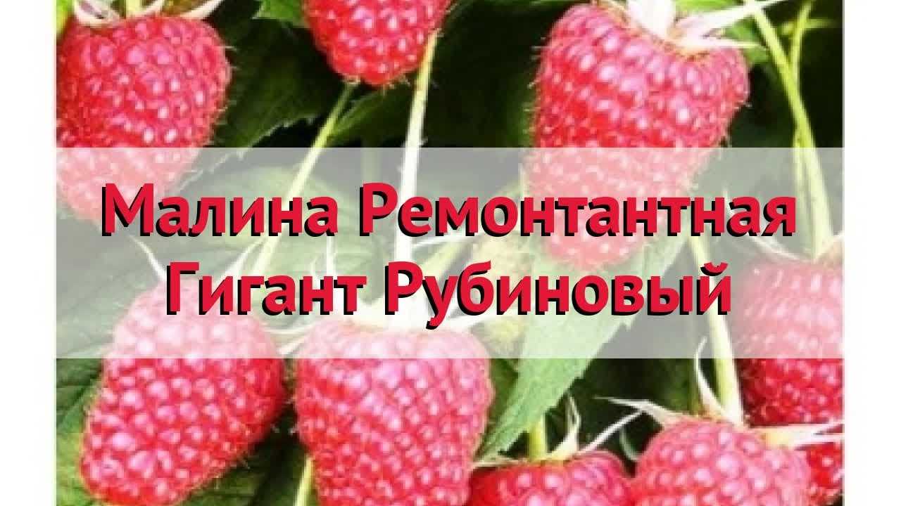 Малина рубиновый гигант: описание сорта, фото, отзывы, посадка и уход