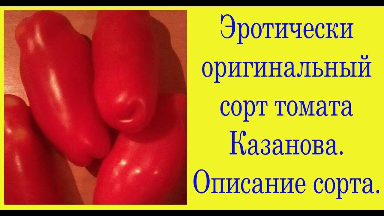 Томат жигало отзывы фото кто сажал