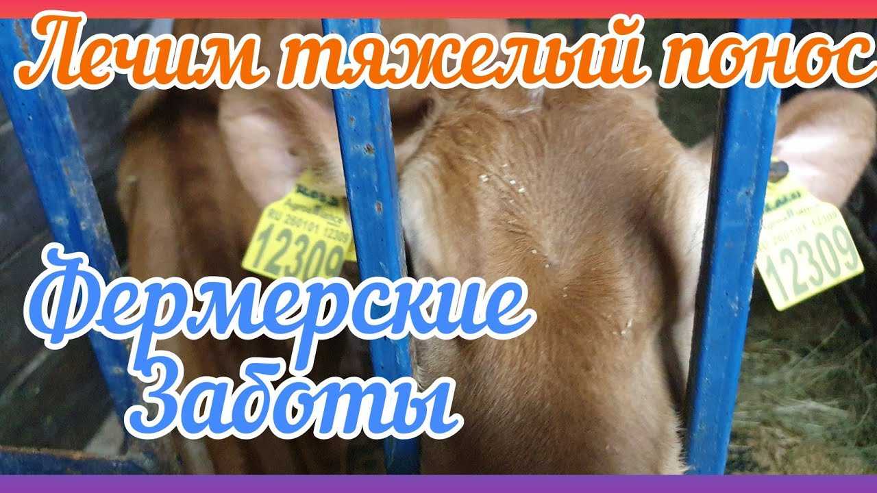 Как быстро остановить понос у телёнка (опасн. признаки)