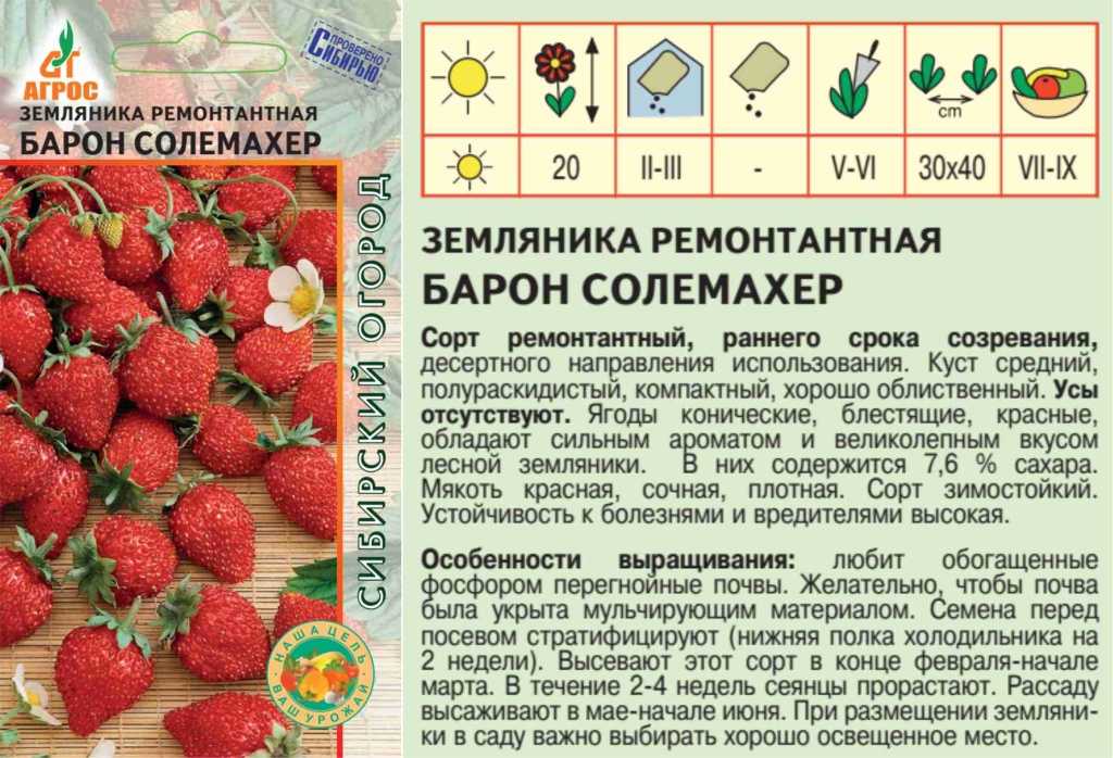 Земляника барон солемахер