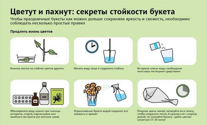 Как сохранить букет срезанных хризантем в вазе дольше всего