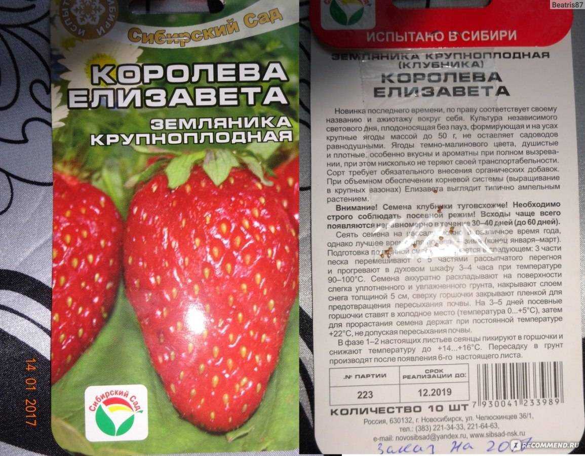 Садовая земляника (клубника) альфа – описание сорта, отзывы, фото, посадка и уход