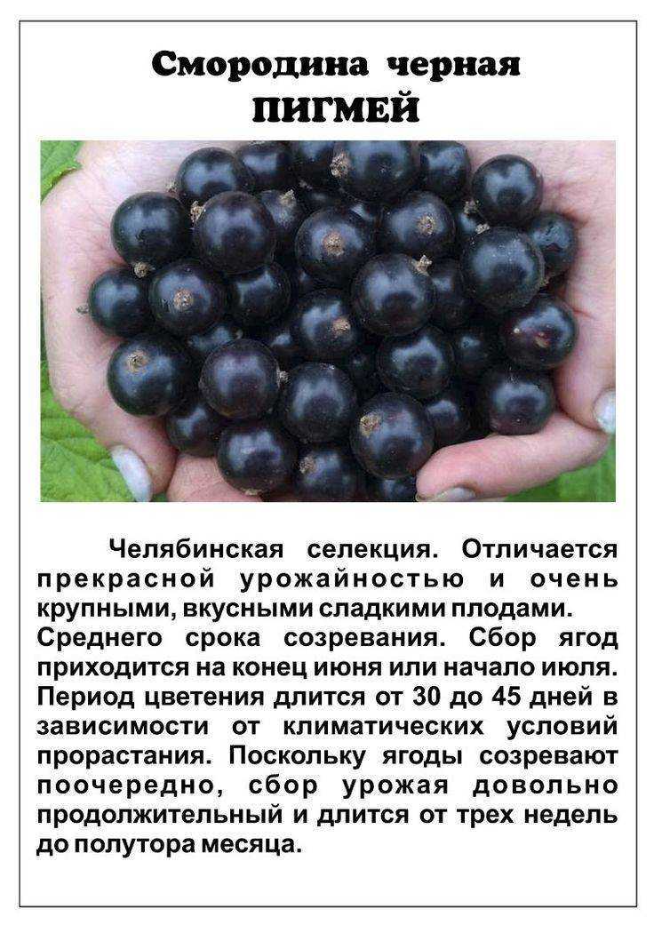 Описание и характеристики сорта смородины велой, посадка и уход