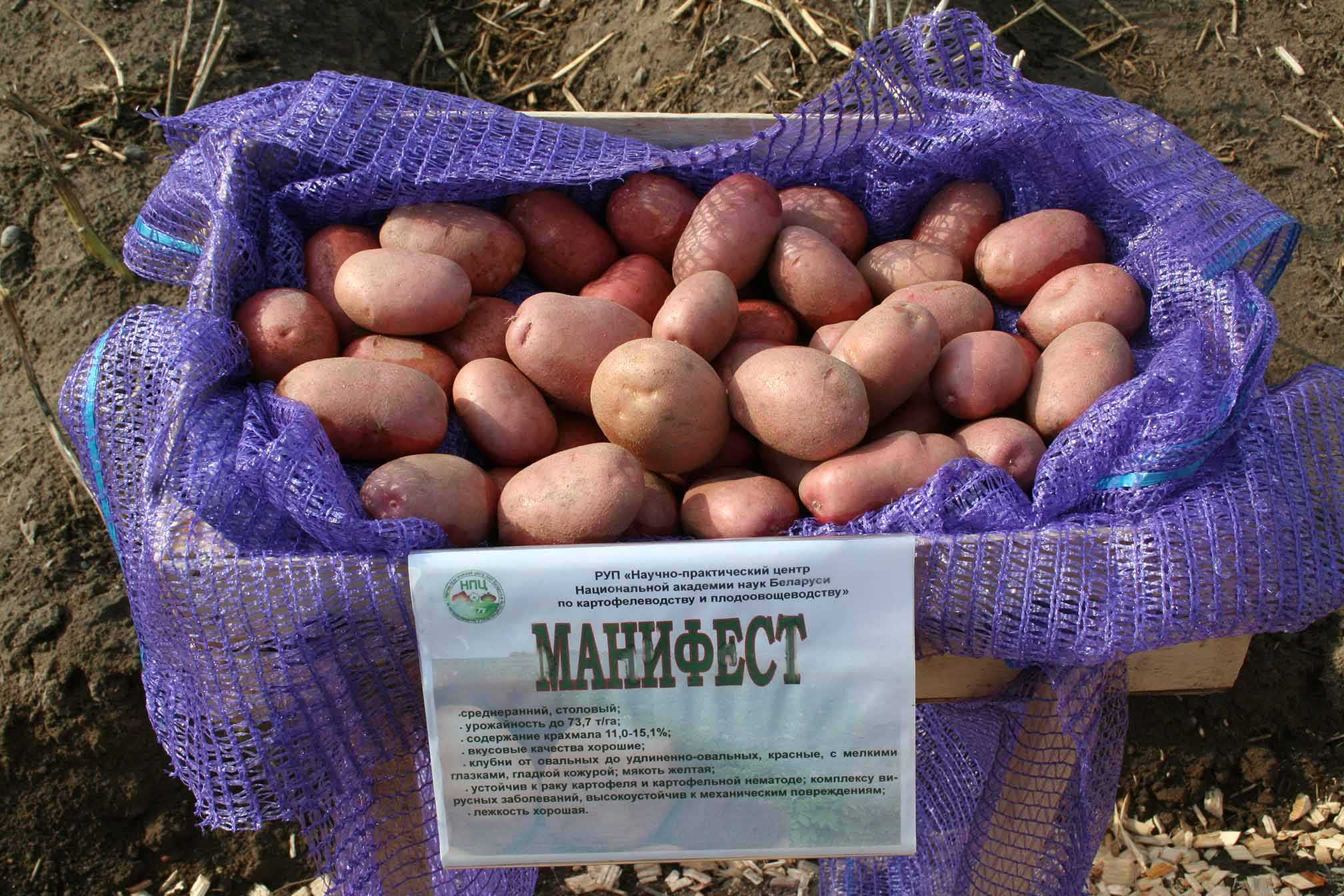 ✅ мерлот: описание семенного сорта картофеля, характеристики, агротехника – tehnomir32.ru