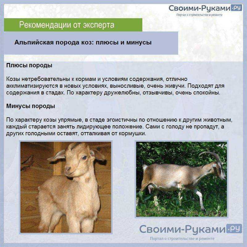 Дойные козы – 24 лучшие молочные породы коз, фото и видео