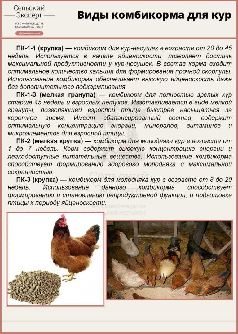 Кормление кур - птичий двор