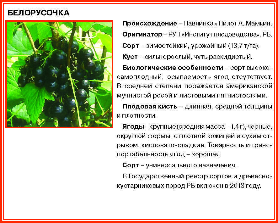 Белая смородина - лучшие сорта, посадка, уход и размножение растения