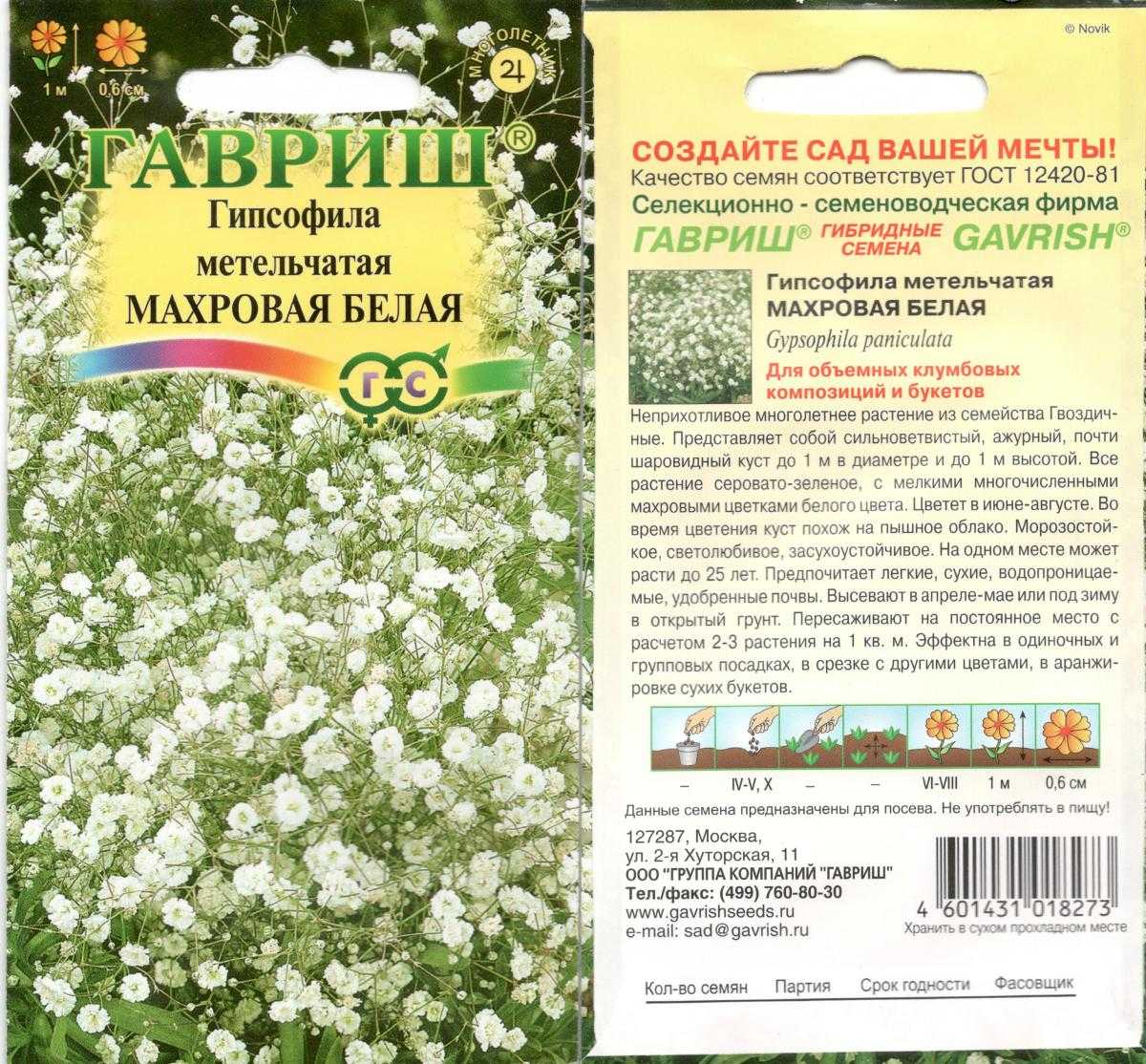 Гипсофила: посадка и уход, выращивание из семян, виды с фото
