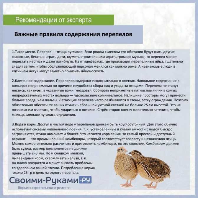 О разведении перепелов в домашних условиях: как содержать и кормить, уход