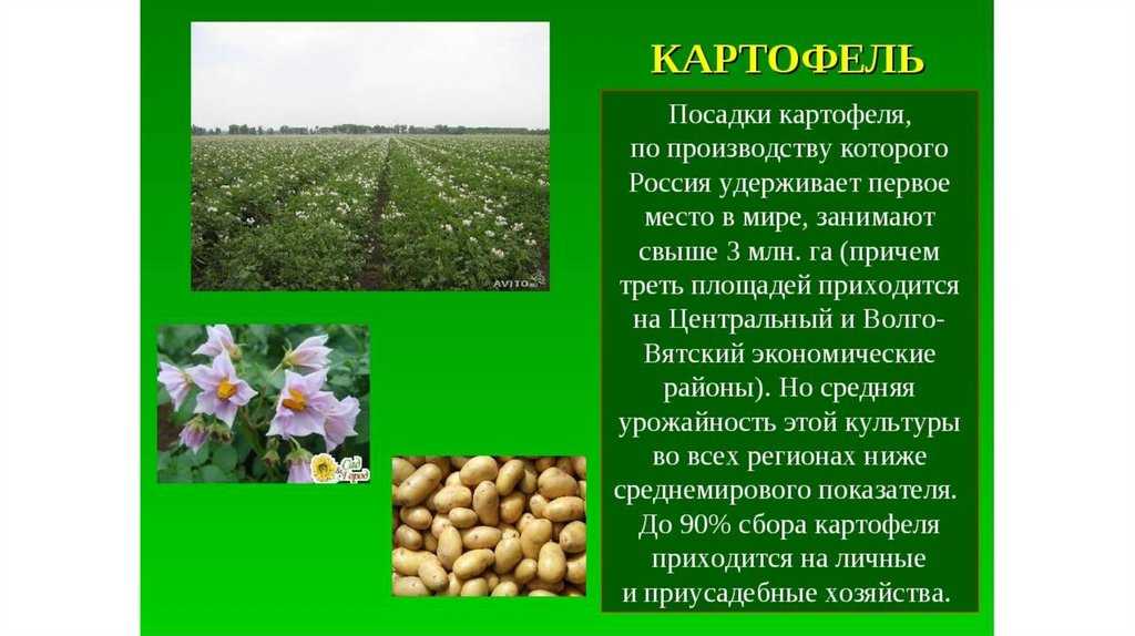 О стабилизированных цветах: стабилизированная роза в домашних условиях
