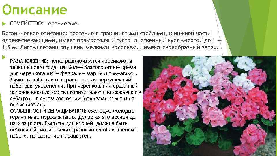 О пеларгонии pac viva rosita (пак вива розита): описание сорта, выращивание