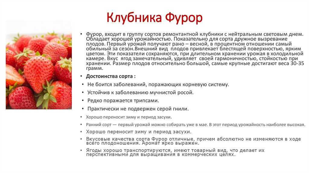 Клубника сельва: описание сорта садовой земляники, отзывы