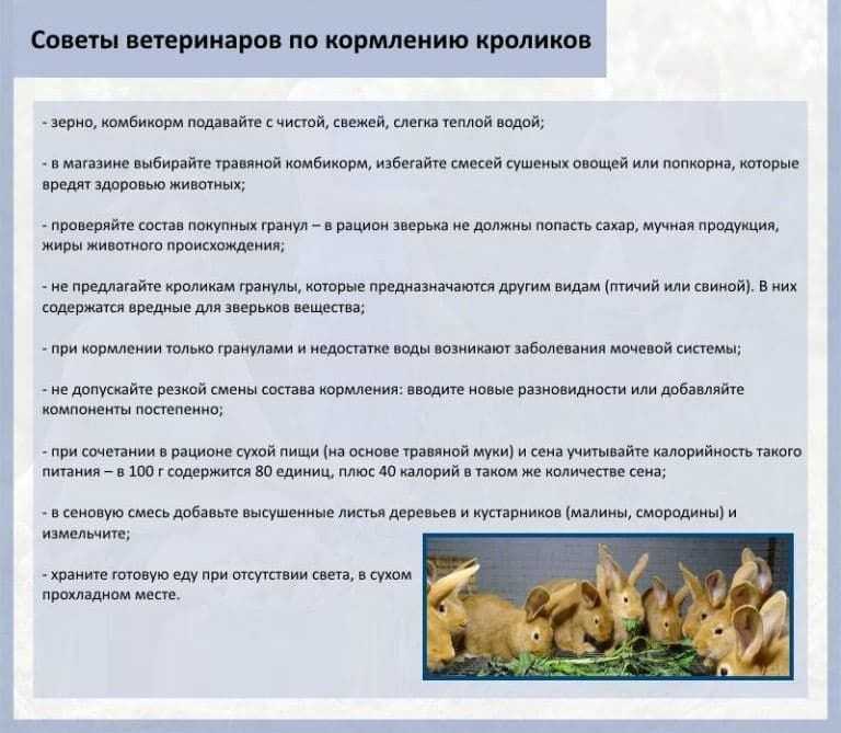 Чем кормить декоративного кролика – разрешенные продукты