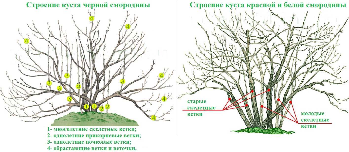Обрезка смородины весной и осенью: инструкция как правильно обрезать куст и в какие сроки, схема и видео