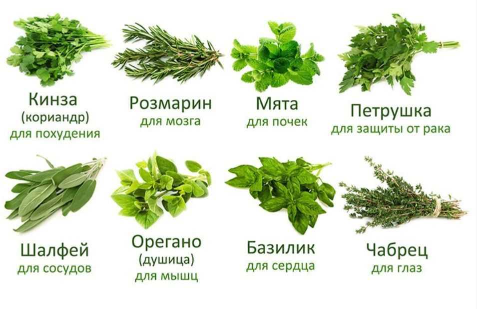 Отличия базилика (регана) от орегано: это одно и то же или нет, чем непохожи растения внешне и по целебным свойствам, в какие блюда добавляют, а также их фото
