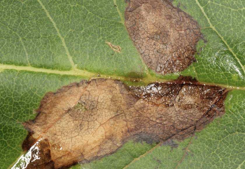 Кожный стафилококк — симптомы, лечение, исследование. что такое staphylococcus epidermidis?