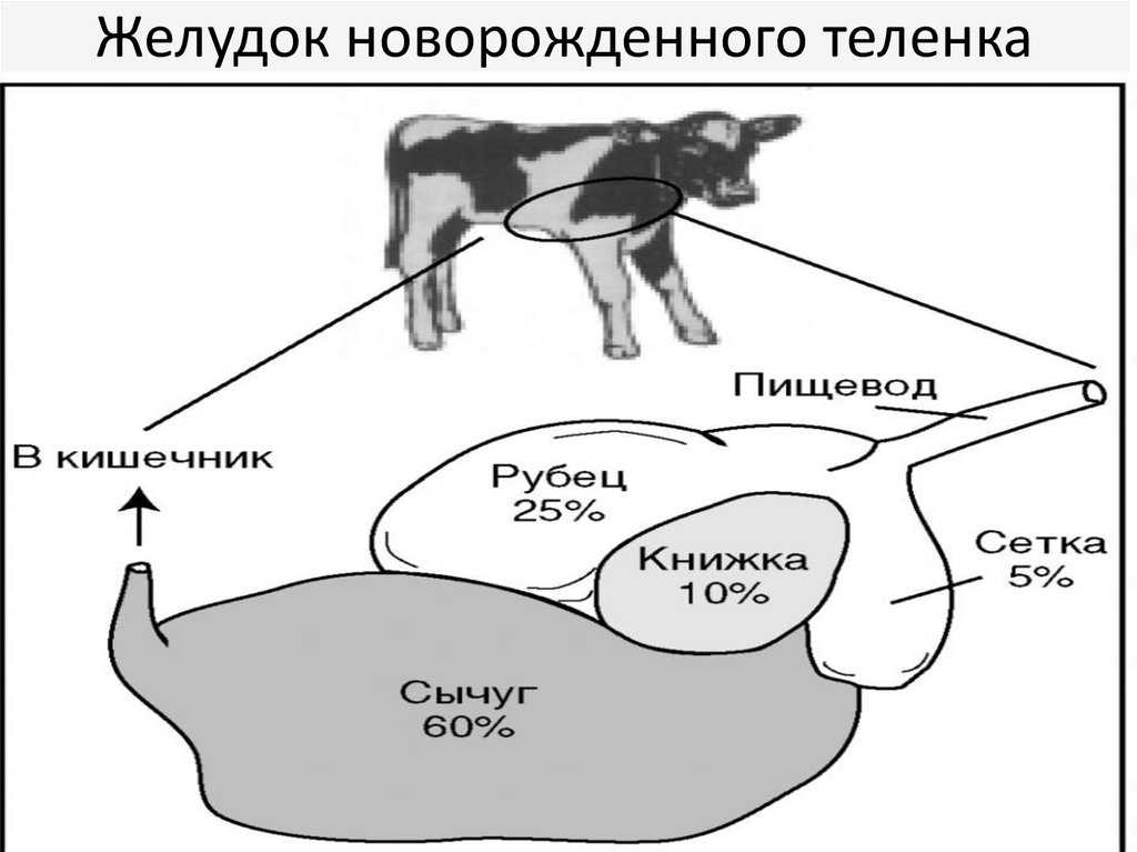 Клоацит у кур: лечение, у курицы течет белая жидкость из клоаки