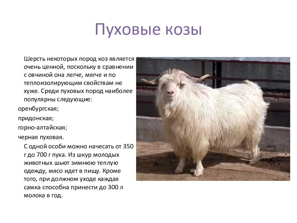 Породы коз с фото и описанием - камчатгосплем