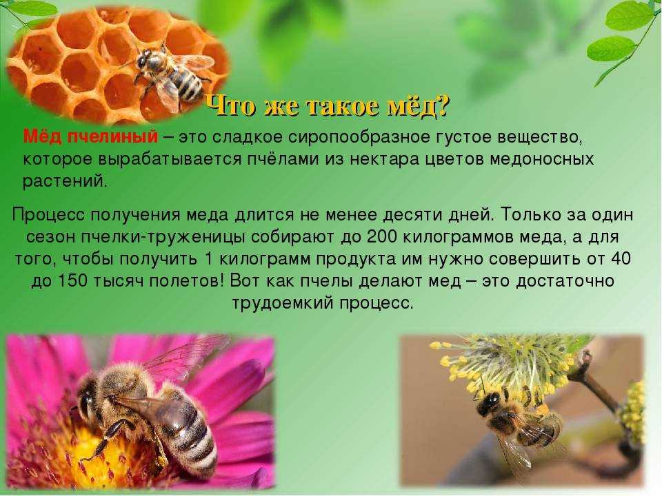 ✅ что делать с рамками после откачки меда, осушка сотов, как обсушить рамки