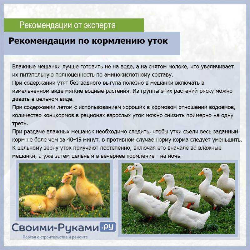 Как вырастить бройлеров в домашних условиях?