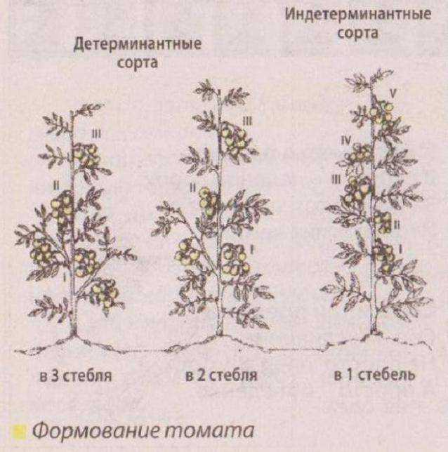 Томат вояж: отзывы, фото, урожайность
