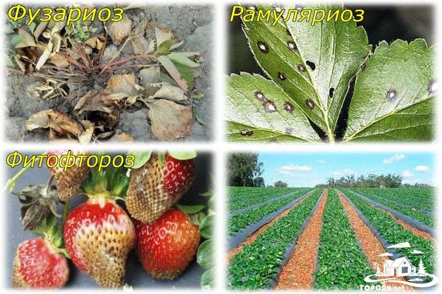 Болезни клубники: фото, описание, лечение