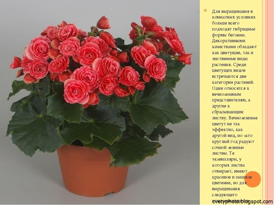 Бегония ампельная