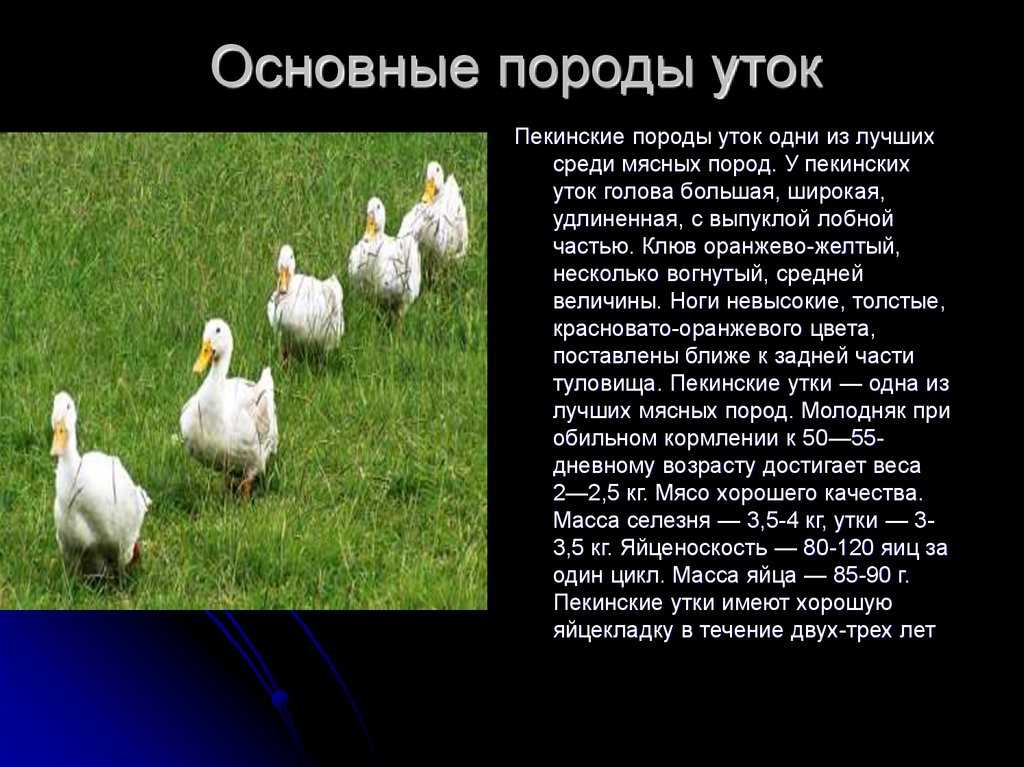 Выращивание уток в домашних условиях за 50 дней до полной готовности
