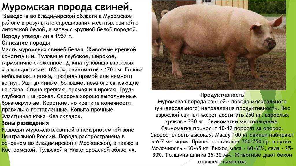 Породы свиней с фото и описанием