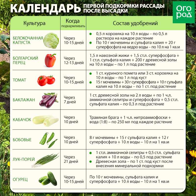 ✅ полезные свойства салат радичио - vsezap24.ru