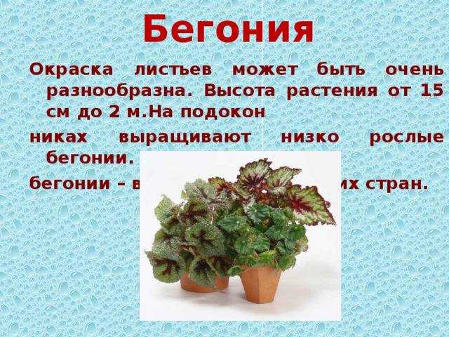 6 популярных видов бегонии. выращивание и уход