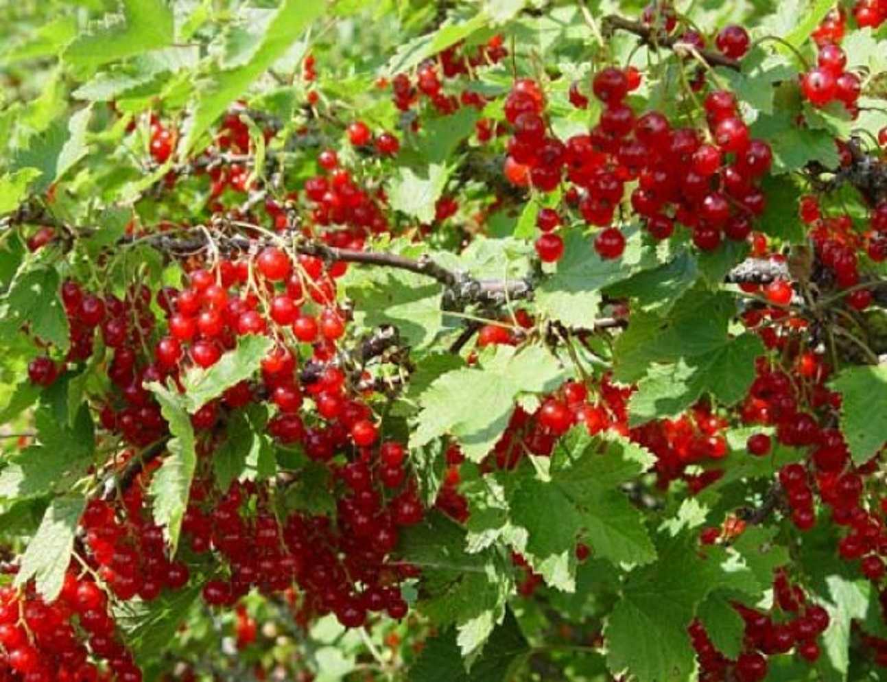 Описание красной смородины сорта ненаглядная, посадка и уход