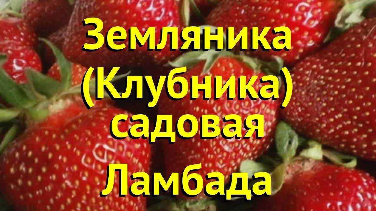 Клубника сорт ламбада: сладкая, нежная, крупная