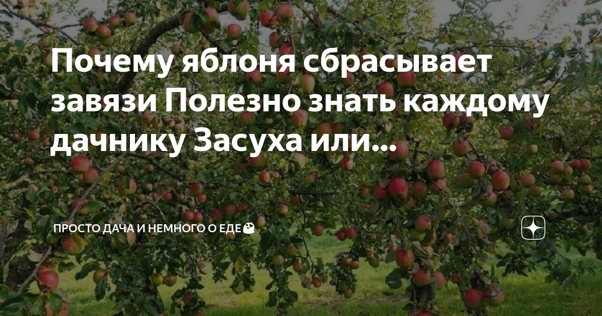 Как избавиться от березы на даче быстро чтобы сосед не заподозрил