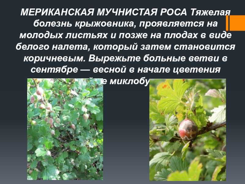 Мучнистая роса на крыжовнике - меры борьбы, чем обработать и как лечить
