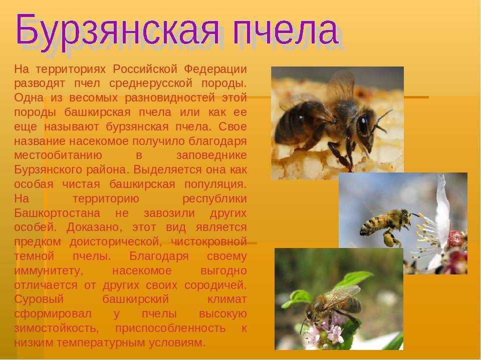 Среднерусская пчела - характеристика и особенности породы