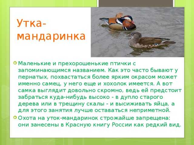 Все о цесарках: разведение, породы и уход