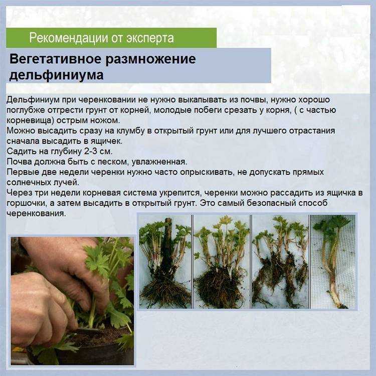 Дельфиниум многолетний. особенности посадки и ухода с фото