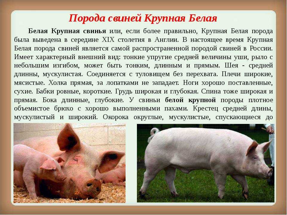 Все о породе свиней Крупная Белая: описание, характеристики, условия выращивания