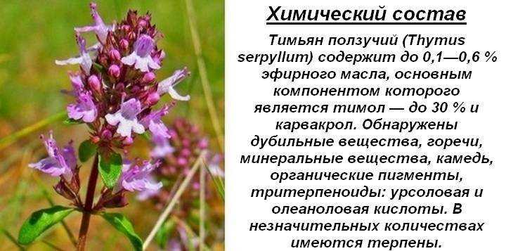 Трава чабрец - лечебные свойства и противопоказания