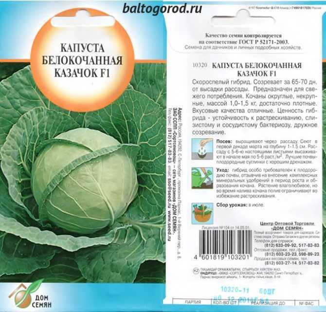 Капуста казачок: описание сорта, фото, характеристика, урожайность, посадка и уход, особенности выращивания