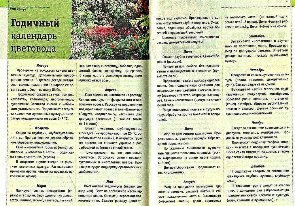 Травянистый пион: природные виды и их гибриды на supersadovnik.ru